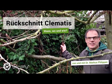 Video: Clematis Im Frühjahr Auf Offenem Boden Pflanzen: Anleitung Mit Foto