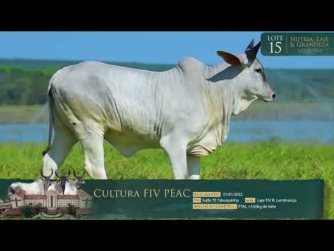 LOTE 15  - CULTURA FIV PEAC - PEAC 2391