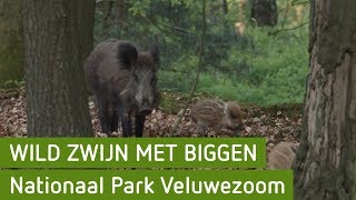 Wild zwijn met biggen | Nationaal Park Veluwezoom