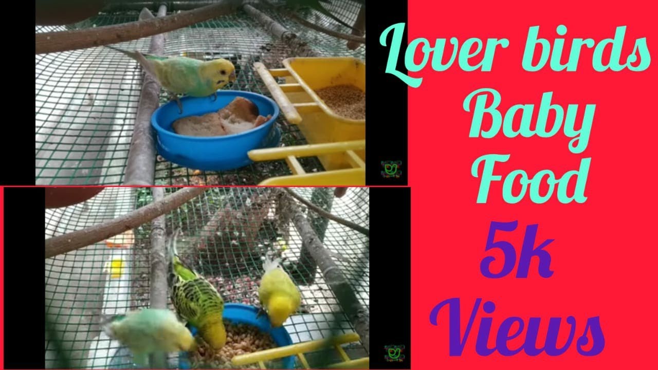 love birds குஞ்சுகளை பொரித்த பிறகு கொடுக்க வேண்டிய உணவுகள்