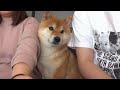 柴犬に「くる?」と聞くと超絶かわいい現象が見られる。