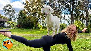 Baby Goat Surprises New Mom With Yoga! | Cuddle Buddies