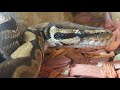 Ball Python Shed Its Skin | Complete Guide🐍