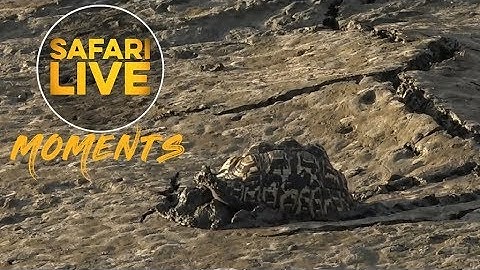 #MondayMotivation: Tortoise Stuck In Mud