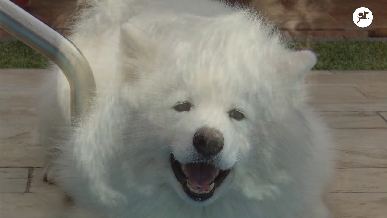 Les Spitz Allemands (suite de la vidéo)