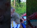 Breastfeeding Monkeys #cutebaby#babymongkey #babymonkey #babymonkeyattacked #babymonkeyvideos 27