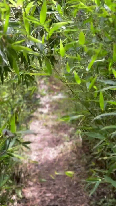 hutan bambu #hutanbambu #bamboofo