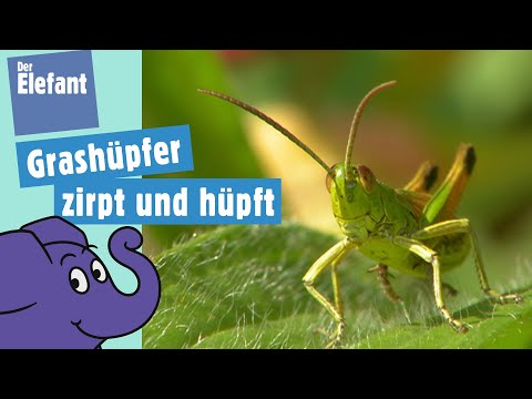 Video: Springen Heuschrecken?