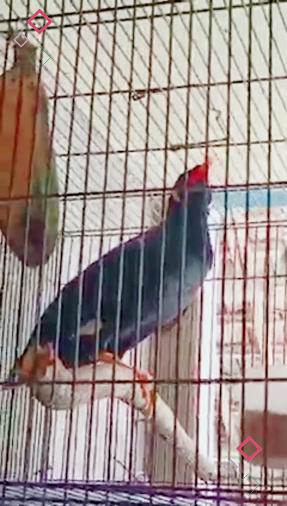 BEO PINTAR NGOMONG DAN SIUL GENIT