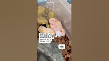 This Ball Python feeding trick has worked for me in the past with stubborn feeders!