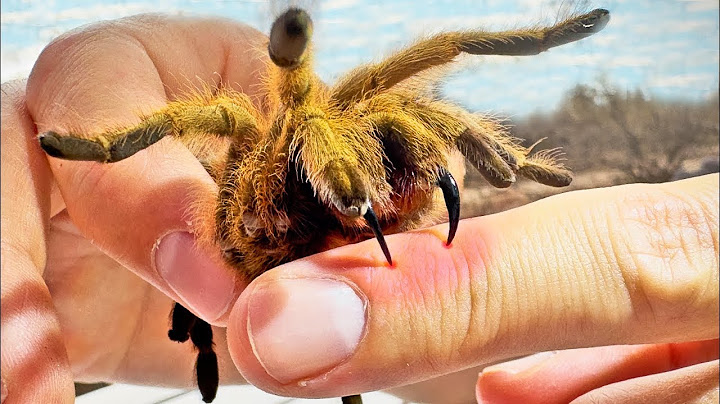 MORSO DA UNA TARANTULA | Brave Wilderness Italiano