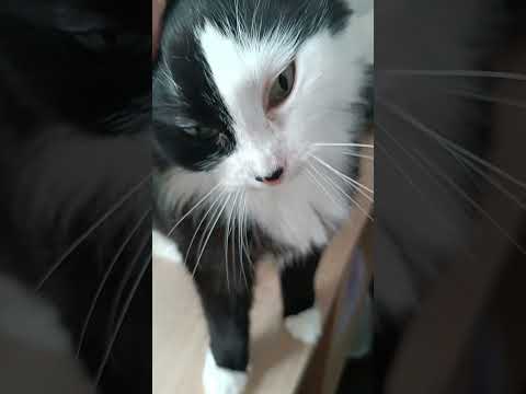 Video: Tell-Tale Menandatangani Kucing Anda Mungkin Sakit
