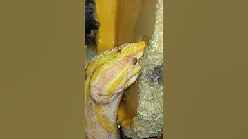 snakes that drink water 🐍#animals #pets #foryou #fyp #viralvideo #fypシ゚ #shorts #snake