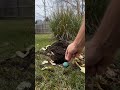 24 Pack Natural Snake Repellent #yt #snakerepellent  #viral