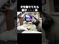 犬を撫でてたらそれを見た猫がこうなった...#猫 #shots