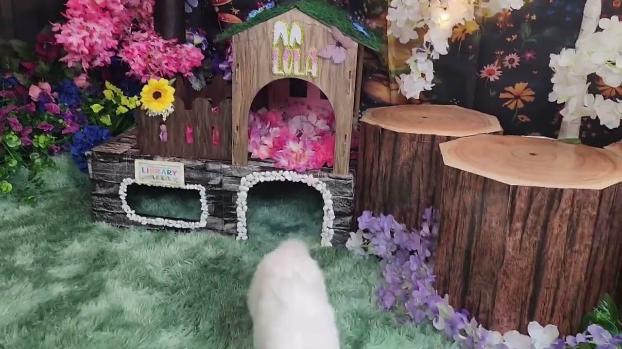 💖 Lola the Book Bunny 🐰 | Cute Holland Lop Gets Ready for Storytime!