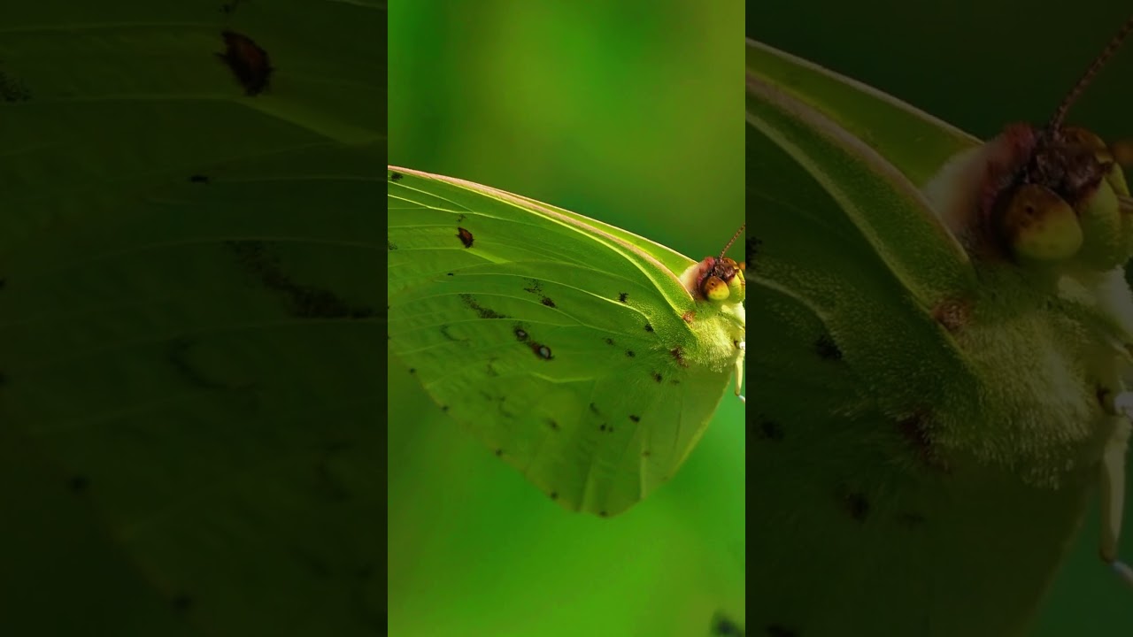 macro photography with mobile tips| Beautifull Butterfly and flower 