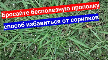 4 самых злостных злаковых сорняка на участке. Проверьте, у вас они есть?