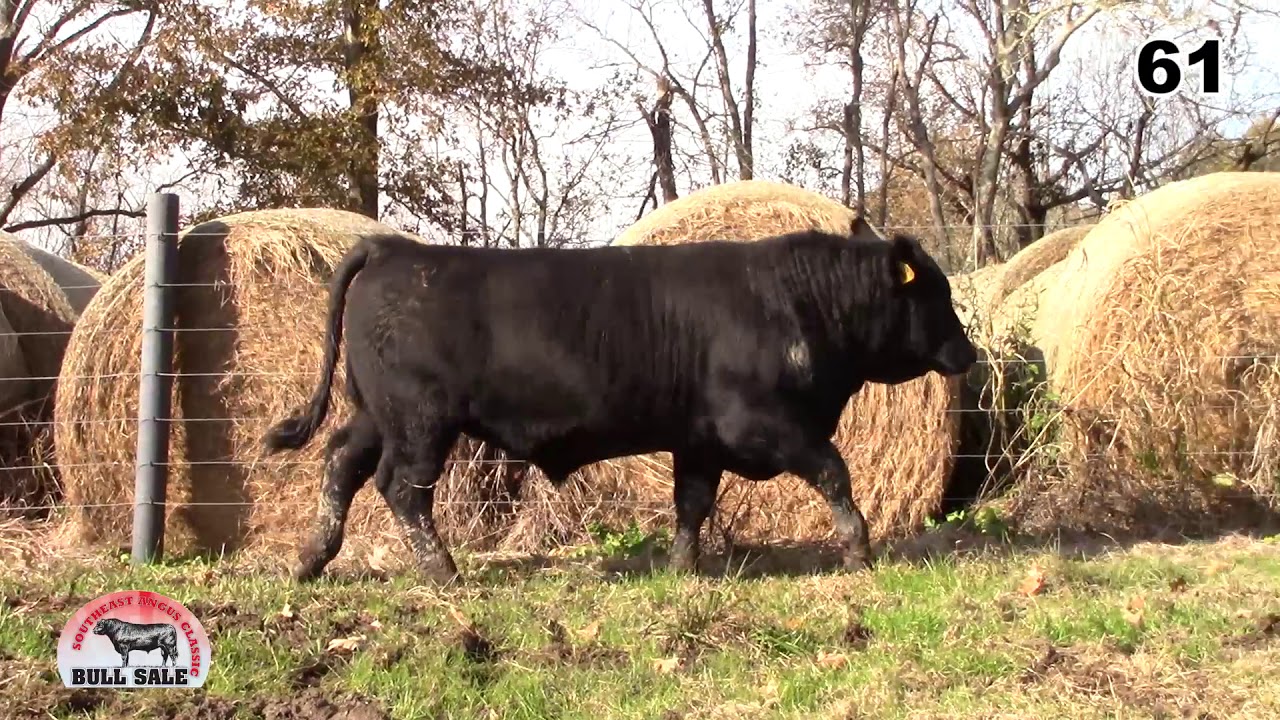 angus tasty Southeast Angus Classic Lot 61