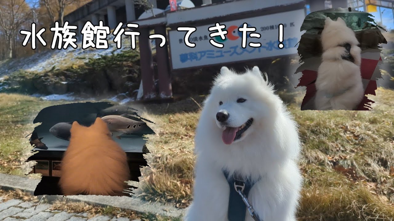 犬旅　信州蓼科。ラルジュ、水族館へ行く！