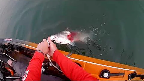 Bleeding a Striped Bass for the best tasting fish
