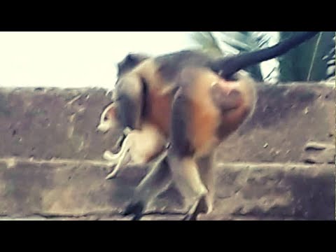 Video: Ar jūros beždžionės tikros?