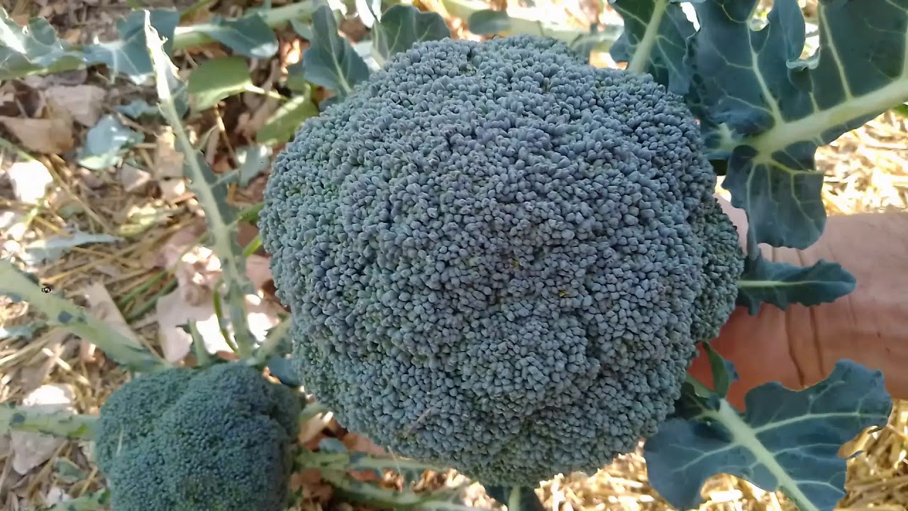 Cuando Cultivar Y Cosechar BRÓCOLI/Trucos de huerto