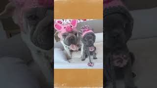 PippiTink and Mork are so cute animals puppy frenchie adopt rescue dogs