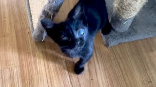Sleepy Dog, Overnight Kittens, Grizz and Supplies by Community Cats 186 views 3 days ago 14 minutes, 58 seconds