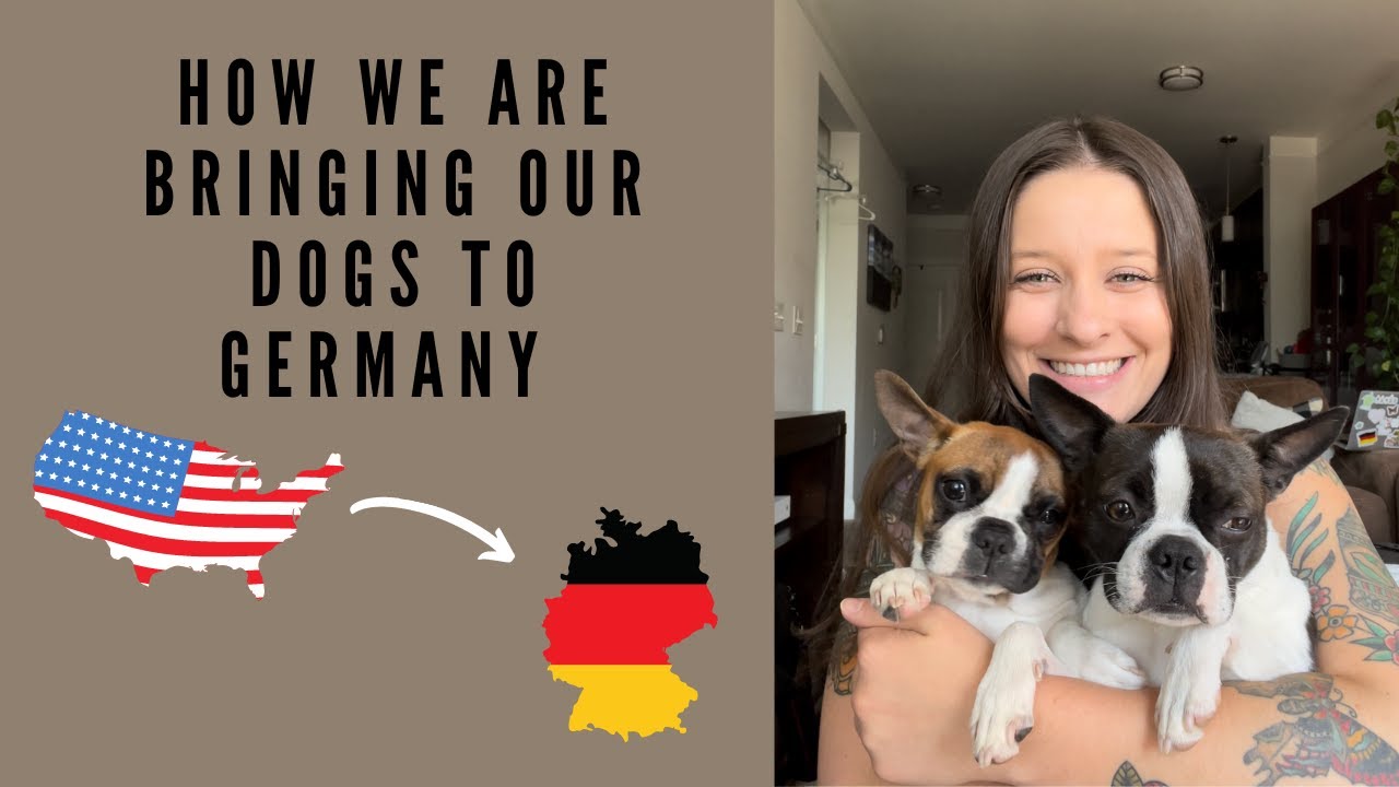 How we are bringing our dogs to Germany! 🇩🇪 YouTube