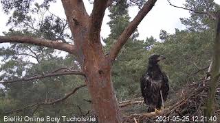 7 Tydzień Życia Bielika W Woziwodzie The 7Th Week Of White-Tailed Eagles Life In Woziwoda