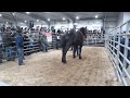 2023 hoover mule sale january