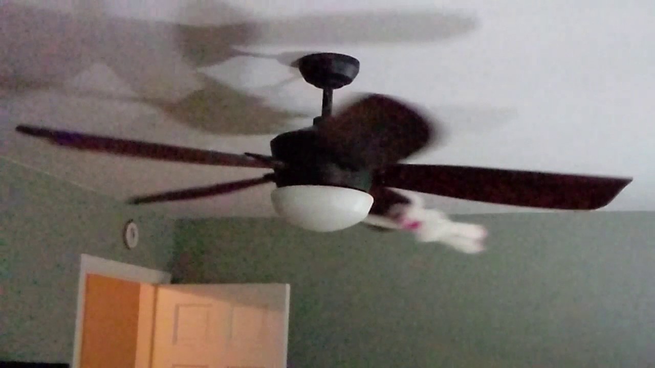 A Monkey On The Ceiling Fan You A Monkey On The Ceiling Fan You