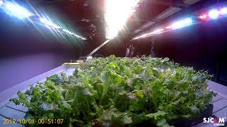 2019 0930 150308 001 Growing up lettuce without sunlight inside building sep2019