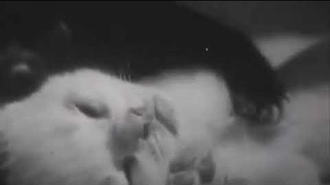 Lethal Company Kitten TV Show High Quality