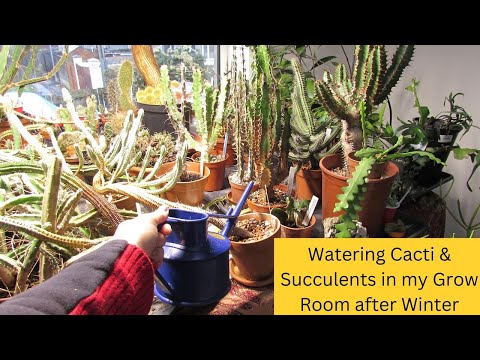 Watering Cacti U0026 Succulents In My Grow Room After The Winter #cactus #cacti