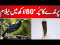 Auction of Most Expensive Feather in the World | 24 News HD