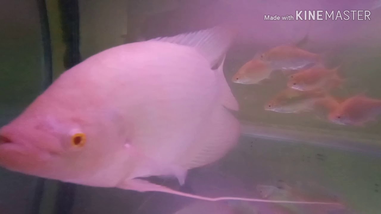 Ikan Kaloi Emas Bermata Merah Youtube