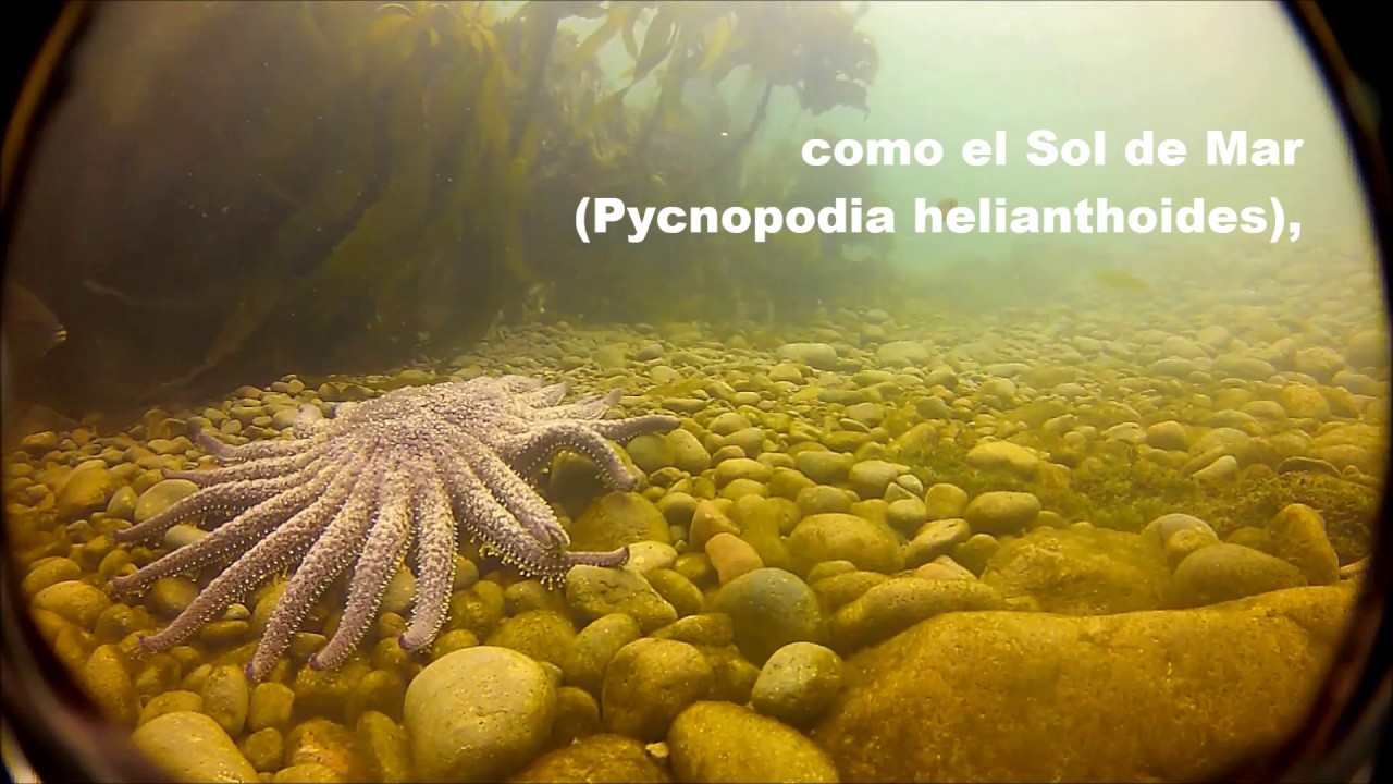 Isla todos Santos