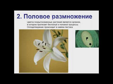 Способы размножения растений и грибов