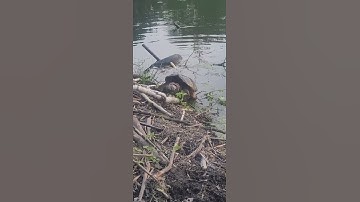 Female snapping turtle after mating.