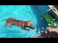 Water dogs - Leão e Tica