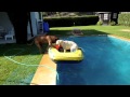 Water dogs - Leão e Tica