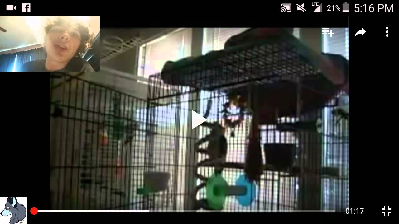 Parrot Singing Let The Bodies Hit The Floor