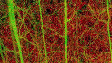 Mouse Cortex Line H YFP Synapsin Layer 4