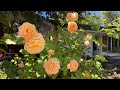 Pruning first year David Austin shrub roses-in a pot & in the landscape in zone 9