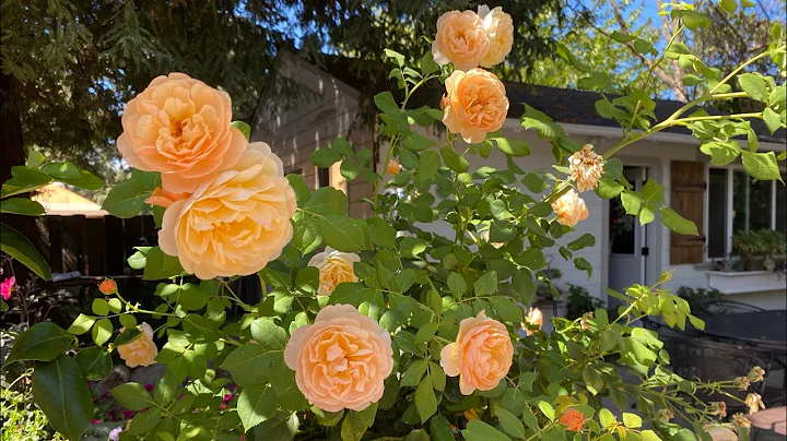 Pruning first year David Austin shrub roses-in a p...