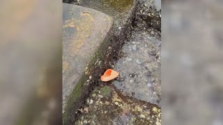 Drake's orange slide allegedly found after he threw it at drone from his penthouse balcony