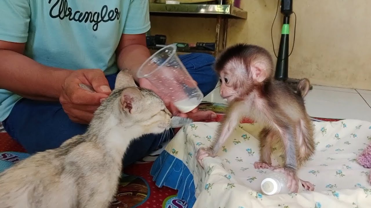 Newborn Baby Monkey Wants To Get Down On The Floor And Play With The newborn-baby-monkey-wants-to-get-down-on-the-floor-and-play-with-the