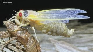 Screeches & Skins: The Cicadas are Emerging